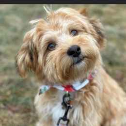 Havanese Puppies from Golden Glen Havanese