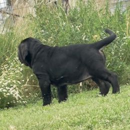 Eva - Black female Neapolitan Mastiff puppy in Canyon, Texas from Mastini Della Forte