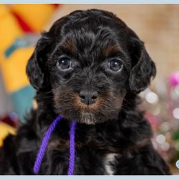 Fru Fru - Black and tan female Cockapoo puppy in Connersville, Indiana from Deaz Doodle Ranch