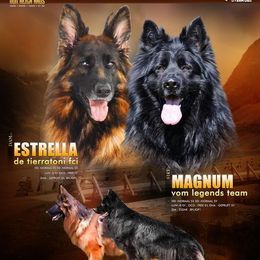 Estrella - German Shepherd