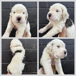 White - Mahogany and white female Saint Bernard puppy in Ladysmith, Wisconsin from Northwoods Saint Bernards