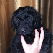 Goldendoodle and Irish Doodle Puppies from PollyWally Doodle
