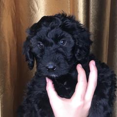 Goldendoodle and Irish Doodle Puppies from PollyWally Doodle