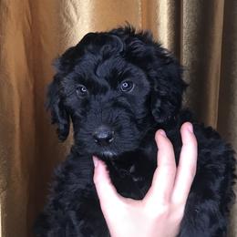 Goldendoodle and Irish Doodle Puppies from PollyWally Doodle