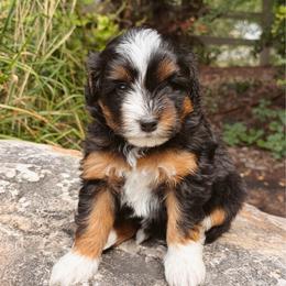 Hiccup - female Australian Mountain Doodle puppy in Wellsville, Utah from Stay Golden Doodles