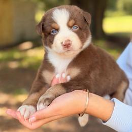Bay AKC - Red tri-color male Australian Shepherd puppy in Polk City, Florida from Skaky Shepherds