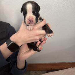 Bravo - Brindle male Boxer puppy in Medical Lake, Washington from Box and Bully Estates: Boxers and Old English Bulldogs