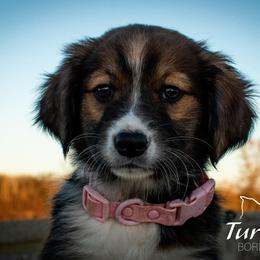 Sporty Mix Puppies from Seay's Sporty Mixes