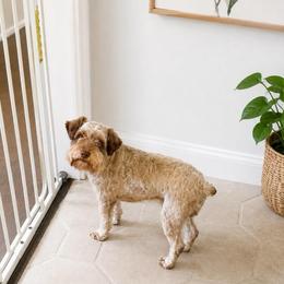 Max - Miniature Schnauzer