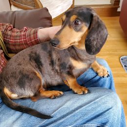 Chace - Dachshund