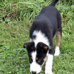 Border Collie Puppies from Wall's Border Collies
