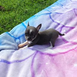 Akc Clover - Blue and white female Chihuahua puppy in Cedarville, Ohio from Evereve Kennels