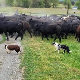 Australian Cattle Dogs and Border Collies from 3R Ranch / Australian cattle dogs