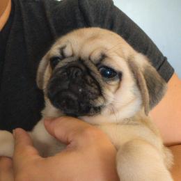 Pug Puppies from Maritza's Pugs