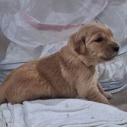 Lime Green girl - Light golden female Golden Retriever puppy in Westminster, Massachusetts from Gemstone Golden Retrievers