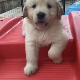 Golden Retriever and Siberian Husky Puppies from Nevani Goldens & Siberians