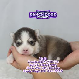Jaida - Blue female Pomsky puppy in Humeston, Iowa from M.A.R. Dogs