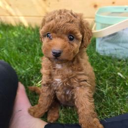 Orchid - Red female Aussiedoodle puppy in Blackfoot, Idaho from Draper Mountain Doodles