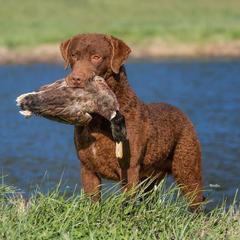 Trek - Chesapeake Bay Retriever