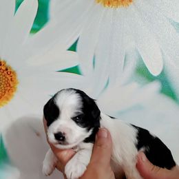 Boy 1 - Parti Miniature Schnauzer puppy in Hertford, North Carolina from Little Bug Schnauzers