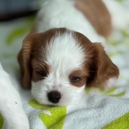 Bean - Blenheim male Cavalier King Charles Spaniel puppy in Miami, Florida from Tropical Cavaliers