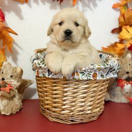 Mr Blue - Golden male Golden Retriever puppy in Overton, Nevada from Sinfully Sweet Kennel