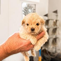 Winnie - Cream female Maltipoo puppy in Greenville, North Carolina from ENC Goldendoodles