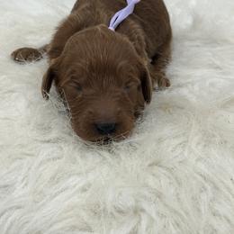 Girl 4 - Red  female Goldendoodle puppy in Waskom, Texas from Pearls & Curls doodles & poodles