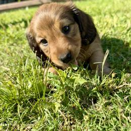 Dachshund Puppies from Lovin’ Li’s Furry Sausages