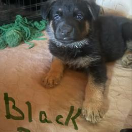 Black collar boy - Bi-color male German Shepherd puppy in Centralia, Illinois from Janices AKC German Sheperds LLC