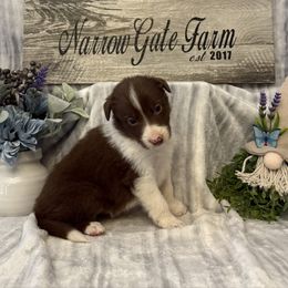 Meadow - White and red female Border Collie puppy in Moody, Texas from Narrow Gate Farm