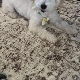 Boy 2 - Cream male Maltipoo puppy in Peekskill, New York from Dorothy Bunch's Maltipoos