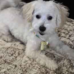 Boy 2 - Cream male Maltipoo puppy in Peekskill, New York from Dorothy Bunch's Maltipoos