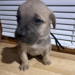Black - Yellow male Black Mouth Cur puppy in Warsaw, Missouri from Heritage Cow Dogs