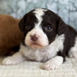 Ricky - Chocolate male Cavapoo puppy in Beckley, West Virginia from By Design Doodles