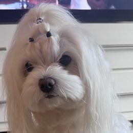 Maltese and Maltipoos from Iuliia Savisheva