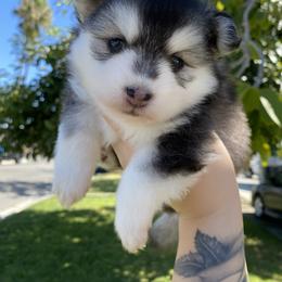 Pomsky Puppies from Pomsky Playpen