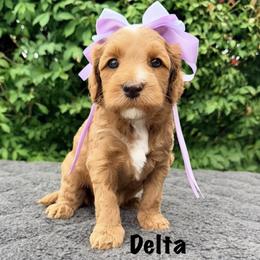 Monarch Delta - Apricot female Australian Labradoodle puppy in Mason, Michigan from Monarch Labradoodles