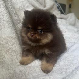 Malachi - Chocolate and tan male Pomeranian puppy in Macon, Georgia from Pomflower Pomeranians