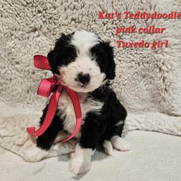 Girl 2 - Black and white female Bernedoodle puppy in Schertz, Texas from Kat's Teddydoodles