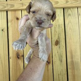 Blaze Monoukian - Buff male Cockapoo puppy in Connersville, Indiana from MoonShine Babies