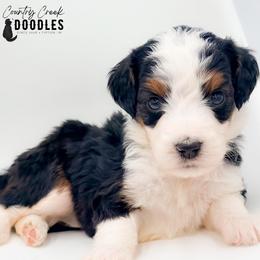 Alysa - Tri-color female Bernedoodle puppy in Tipton, Indiana from Country Creek Doodles