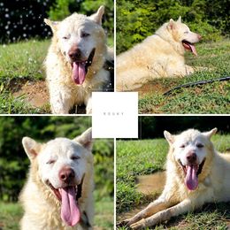 Rouky - Alaskan Malamute
