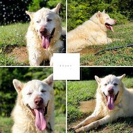Rouky - Alaskan Malamute
