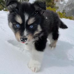 Pomsky Puppies from Pomskies of Windermere