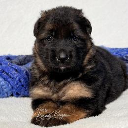 Jameson - Black and red male German Shepherd puppy in Lexington, Virginia from Stahlhaus ( Previously Buffelbach Farmstead Shepherds)