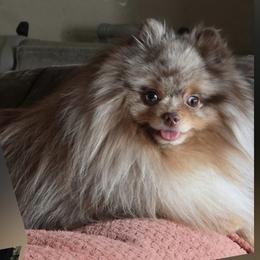 Jack - Pomeranian
