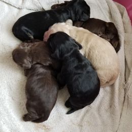 Cocker Spaniel Puppies from Lady's Cocker Spaniels