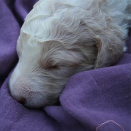 "Nursery pictures" Poodle Puppies from Amazing Grace Standard Poodles