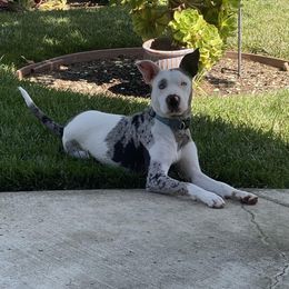Catahoula Leopard Dog All Grown Up from Kassie's Catahoulas